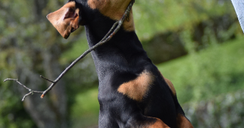 astrid pet sitter à ORLEANS 45000_1