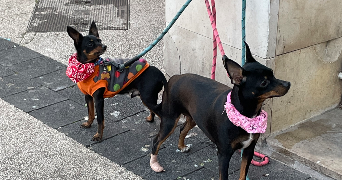 ambre pet sitter à CESSENON SUR ORB 34460_5
