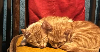 caroline pet sitter à CUBZAC LES PONTS 33240