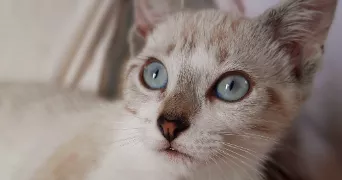 sarah pet sitter à LE MANS 72000