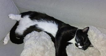 alexya pet sitter à MONDEVILLE 14120_8