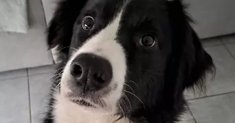 ornella pet sitter à Benfeld 67230