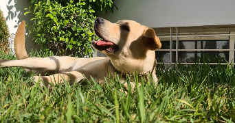yasmine pet sitter à AMIENS 80000