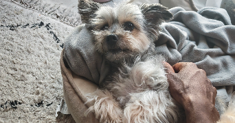 jérémy pet sitter à MELUN 77000_1