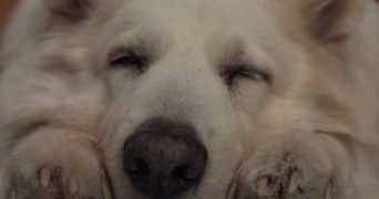 mohana pet sitter à POITIERS 86000_4