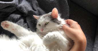 solene pet sitter à Bourg-en-Bresse 01000_4