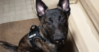 rebecca pet sitter à MASSY 91300_1