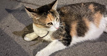 justine pet sitter à BORDEAUX 33800_5