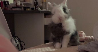 ines pet sitter à CENON 33150_3