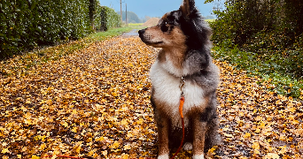 chloe pet sitter à PARIS 13 75013_1