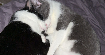 camille pet sitter à ST PIERRE LES NEMOURS 77140_1