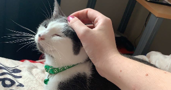 mandy pet sitter à FLEURY SUR ORNE 14123_3