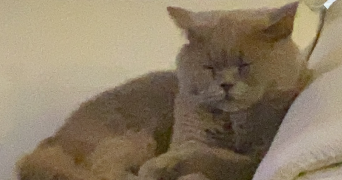 florine pet sitter à LA ROCHELLE 17000_1