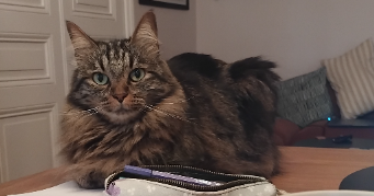 lucile pet sitter à LYON 01 69001_1