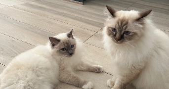 doriane pet sitter à Gonesse 95500_5