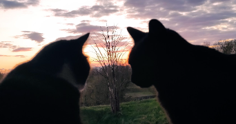 alexia pet sitter à NEUF BRISACH 68600_2