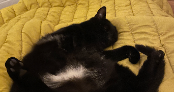 harmony pet sitter à STRASBOURG 67100_2