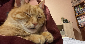 nelly pet sitter à TALENCE 33400_3