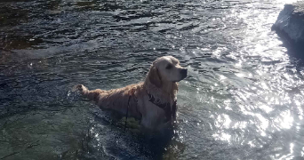 nais pet sitter à LEZAN 30350_2
