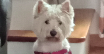 ghislaine pet sitter à Carrières-sur-Seine 78420_3