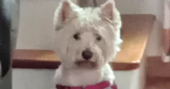 ghislaine pet sitter à Carrières-sur-Seine 78420