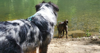 mélanie pet sitter à LOUVIERS 27400_10