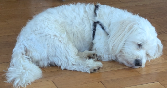 delphine pet sitter à Sèvres 92310_7