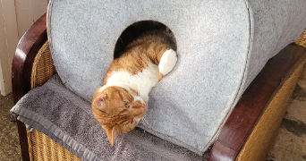 catherine pet sitter à NEUVILLETTE EN CHARNIE 72140_0