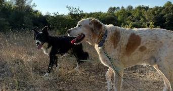 loïse pet sitter à GREASQUE 13850_2