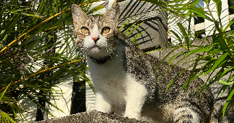 justine pet sitter à CARQUEFOU 44470_5