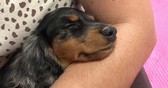 jade pet sitter à MARSEILLE 09 13009_4