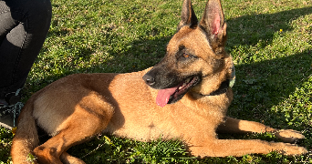 maïlys pet sitter à OLORON STE MARIE 64400_1