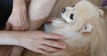 yanchang pet sitter à NEUILLY PLAISANCE 93360_5