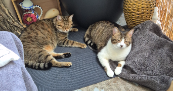 dalila pet sitter à NANTERRE 92000_4