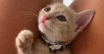 elisa pet sitter à MONTPELLIER 34070_2