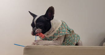 lilia pet sitter à VINCENNES 94300_3