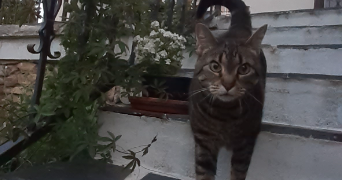 sophie pet sitter à TRAPPES 78190_4