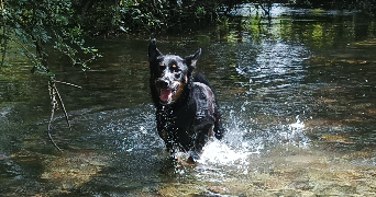 kévin dog sitter à GERMOND ROUVRE 79220_2