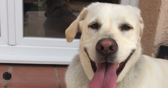 anaïs pet sitter à RAMONVILLE ST AGNE 31520_3