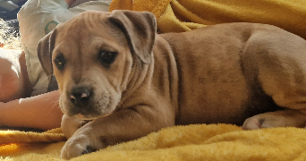 lola pet sitter à NOGENT SUR OISE 60180_4