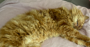 elsa pet sitter à PLOUHINEC 56680_1