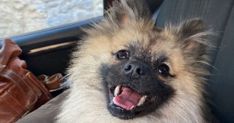 maëlys pet sitter à YVRAC 33370_3