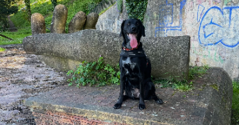 gally dog sitter à ANGOULEME 16000_2