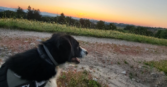 mélanie pet sitter à BEAUMONT 63110_2