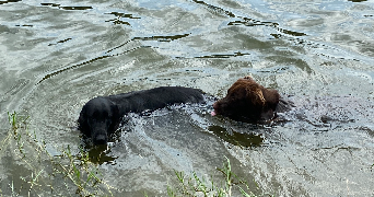 aurelie pet sitter à ST REVEREND 85220_2