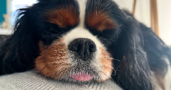 estelle pet sitter à MARSEILLE 01 13001_2