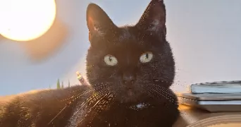 candice pet sitter à MAUVES SUR LOIRE 44470
