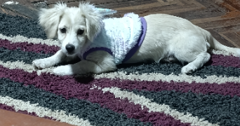 rossana pet sitter à DRAVEIL 91210_1