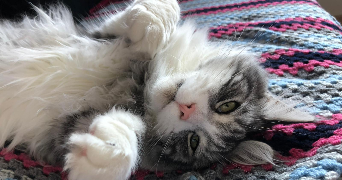 alice pet sitter à Colmar 68000_5