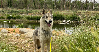 emma pet sitter à ST GENIS DES FONTAINES 66740_5